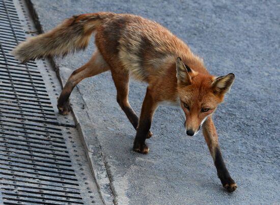 Fox settles near oceanarium on Russky Island with cubs