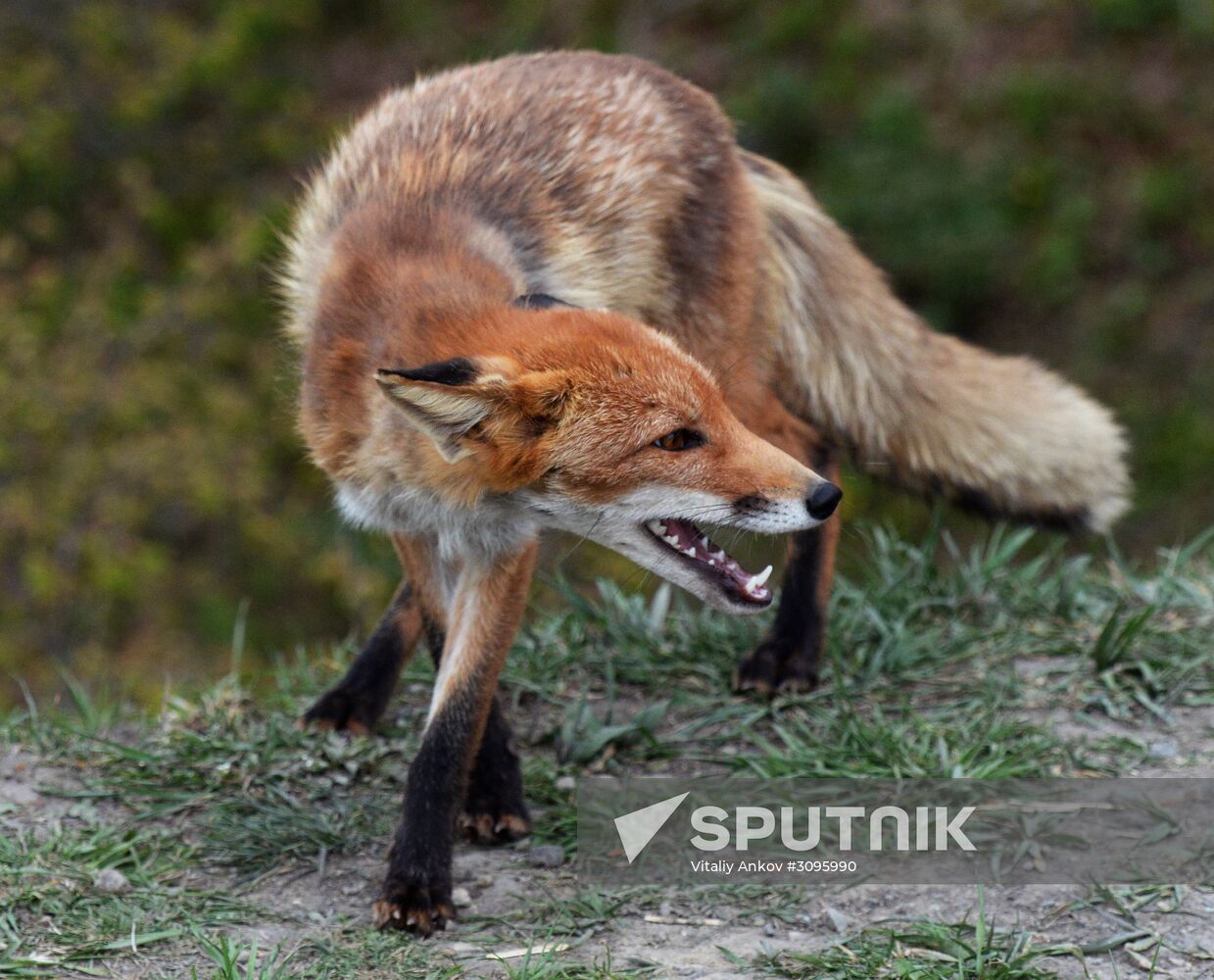 Fox settles near oceanarium on Russky Island with cubs