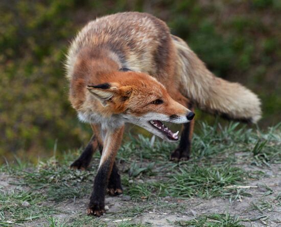 Fox settles near oceanarium on Russky Island with cubs