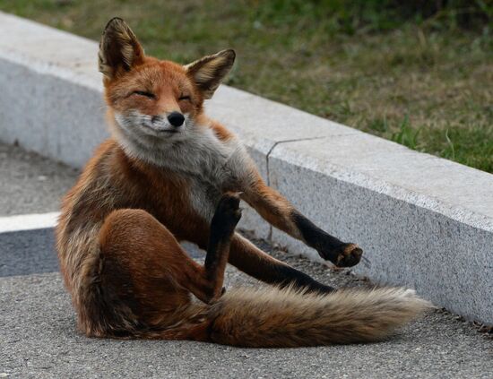 Fox settles near oceanarium on Russky Island with cubs