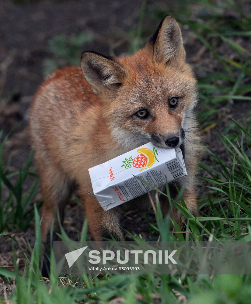 Fox settles near oceanarium on Russky Island with cubs