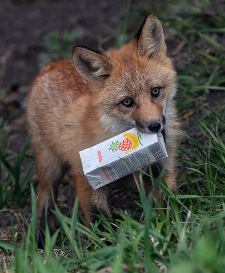 Fox settles near oceanarium on Russky Island with cubs