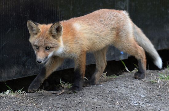Fox settles near oceanarium on Russky Island with cubs