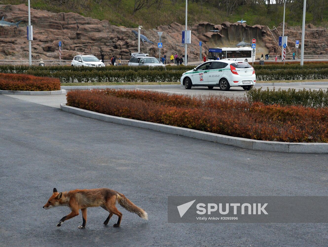 Fox settles near oceanarium on Russky Island with cubs