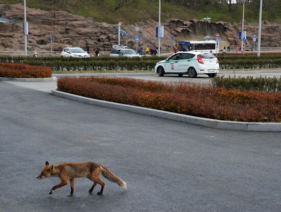 Fox settles near oceanarium on Russky Island with cubs