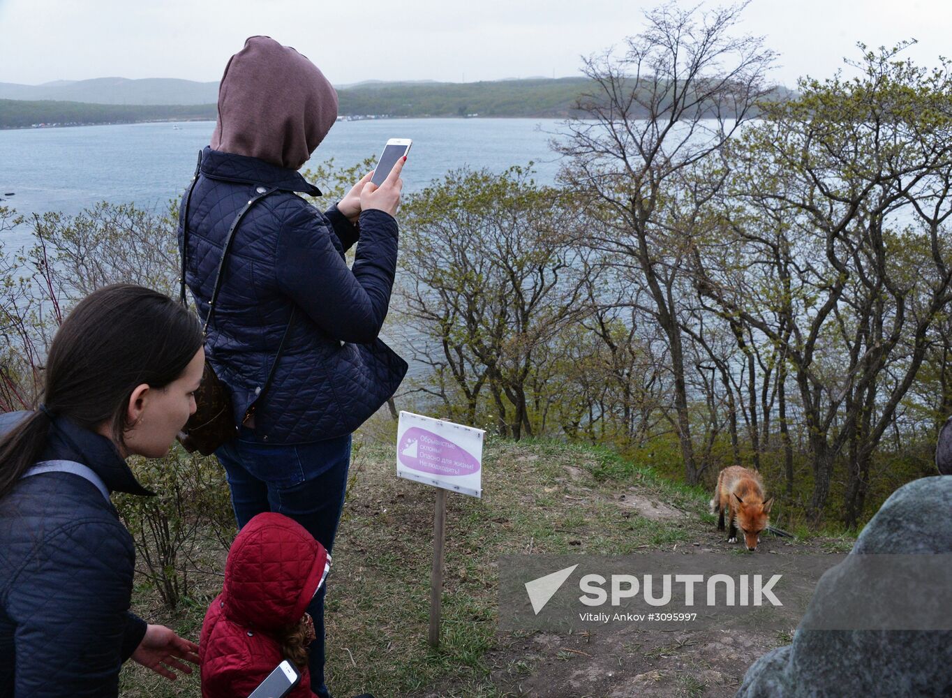 Fox settles near oceanarium on Russky Island with cubs