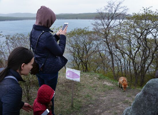 Fox settles near oceanarium on Russky Island with cubs