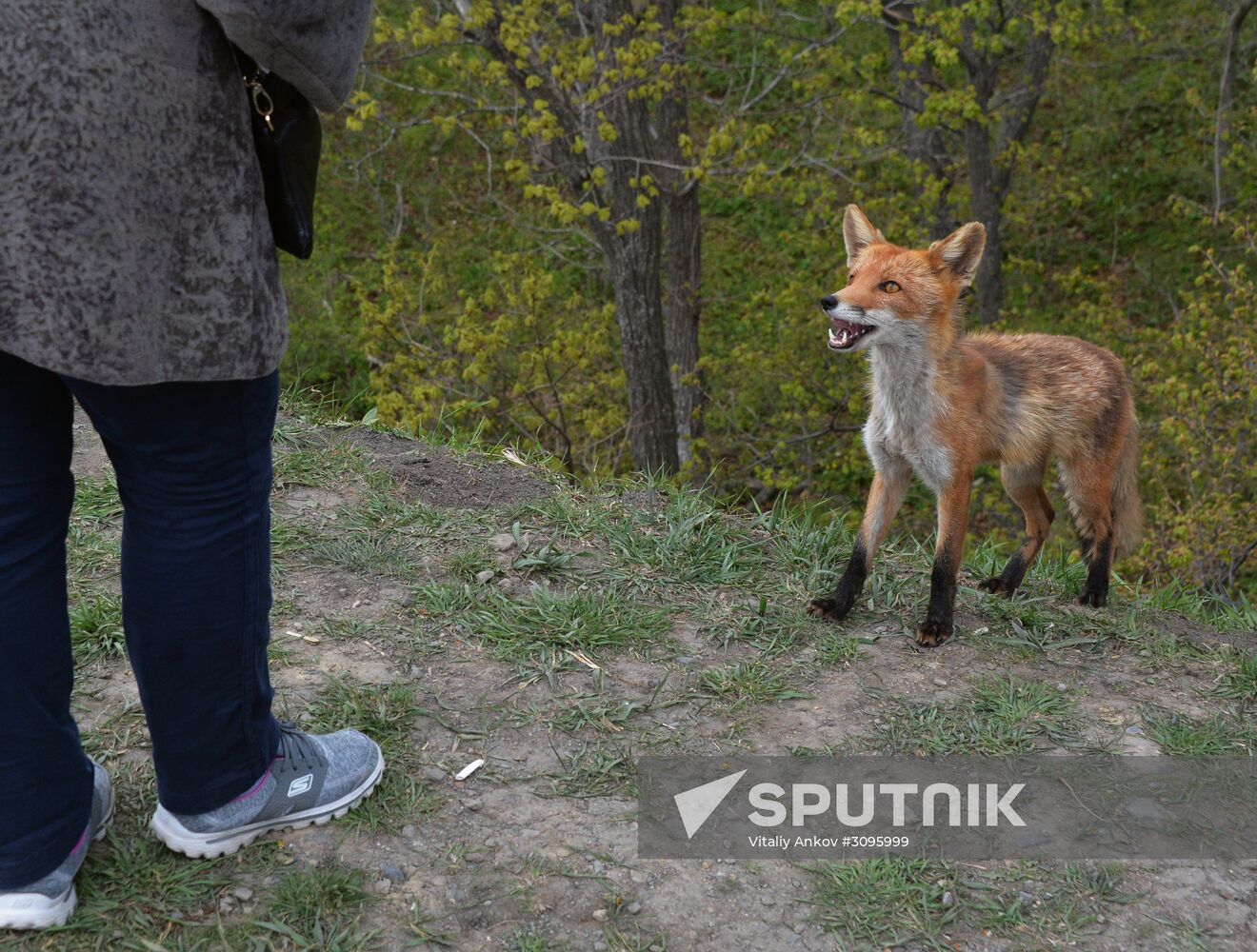 Fox settles near oceanarium on Russky Island with cubs