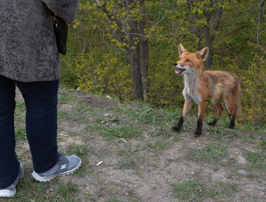 Fox settles near oceanarium on Russky Island with cubs