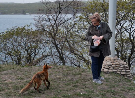 Fox settles near oceanarium on Russky Island with cubs