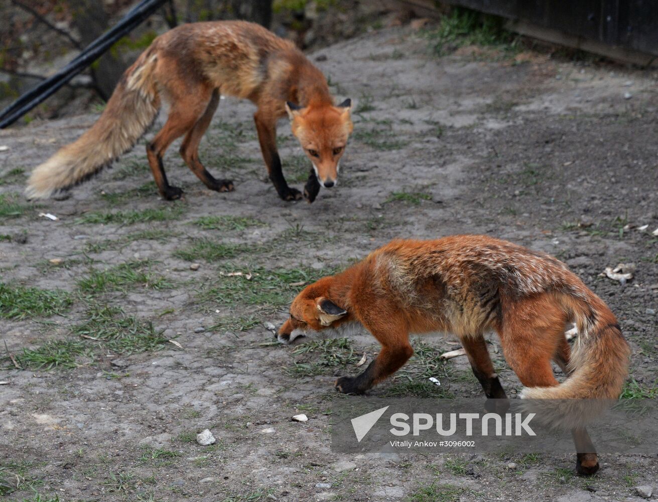 Fox settles near oceanarium on Russky Island with cubs