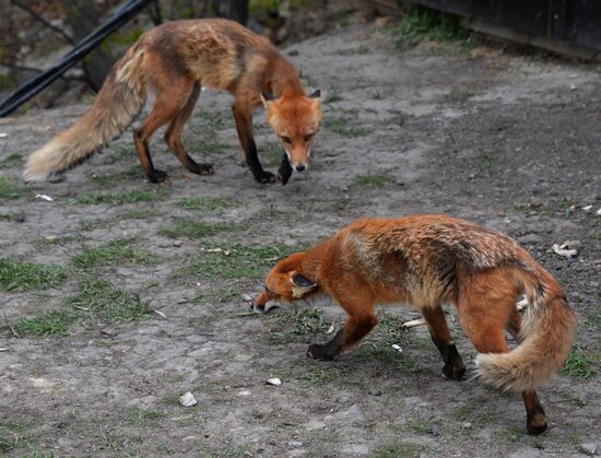 Fox settles near oceanarium on Russky Island with cubs