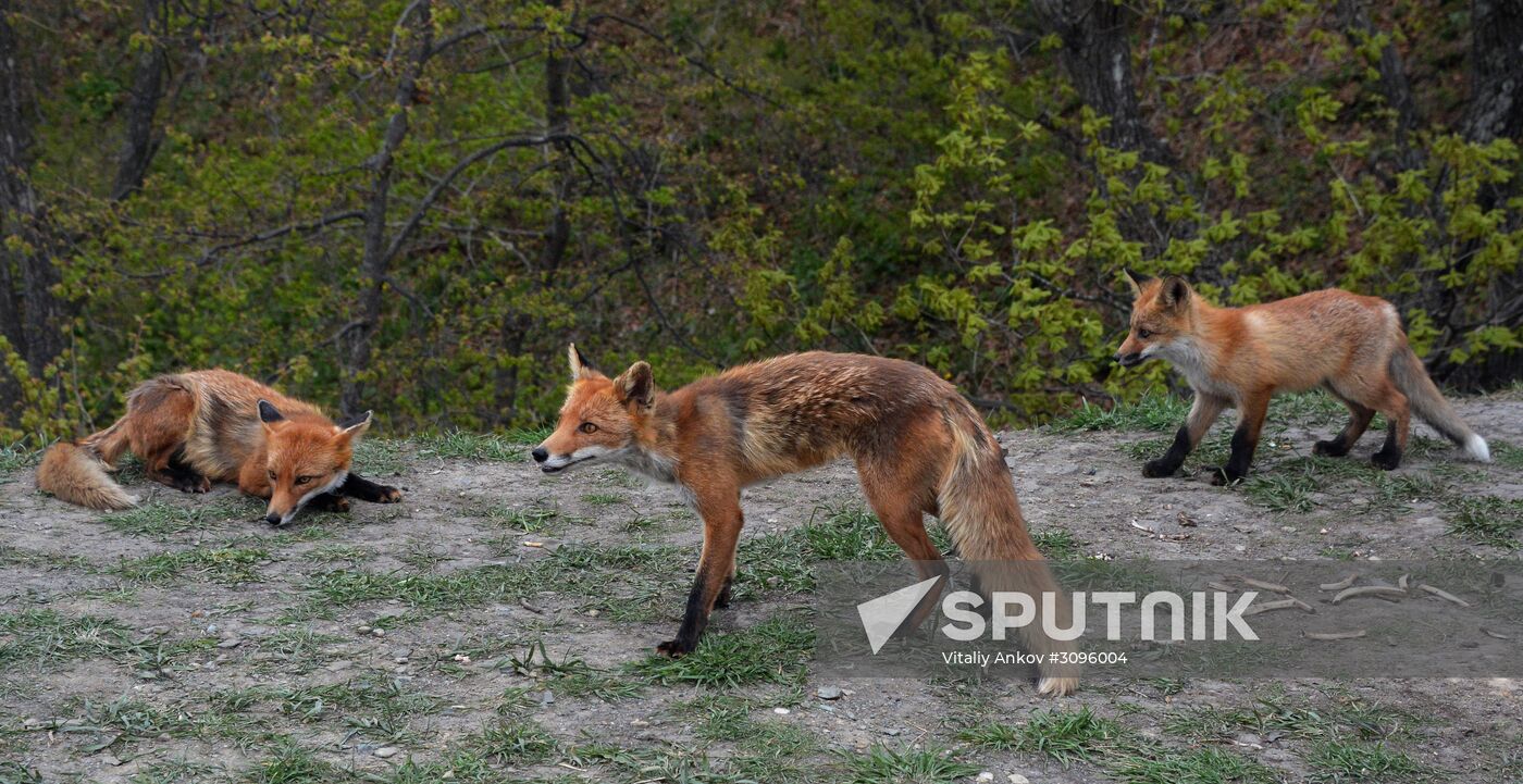 Fox settles near oceanarium on Russky Island with cubs