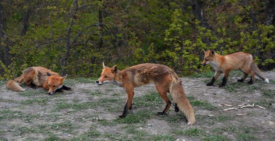 Fox settles near oceanarium on Russky Island with cubs
