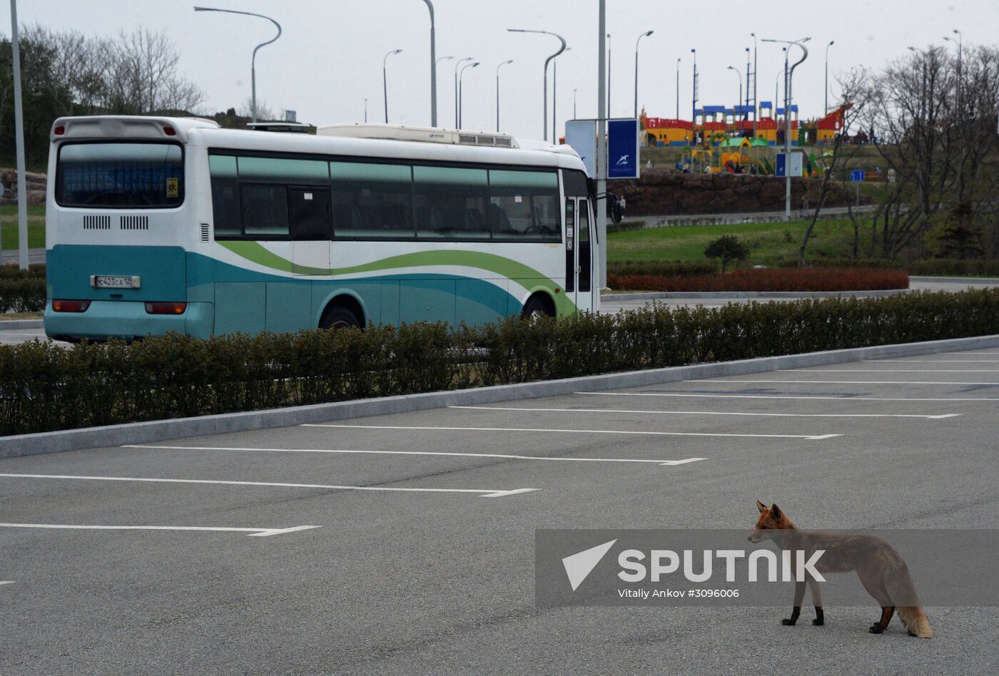 Fox settles near oceanarium on Russky Island with cubs