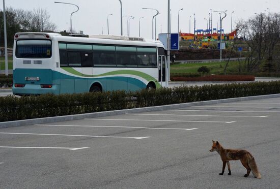 Fox settles near oceanarium on Russky Island with cubs