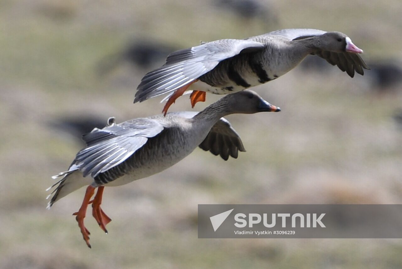 Goose reserve in the Kostroma Region