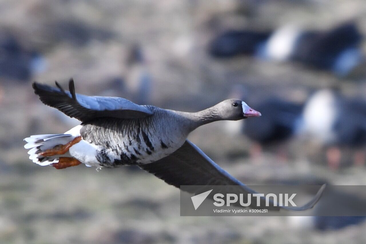 Goose reserve in the Kostroma Region