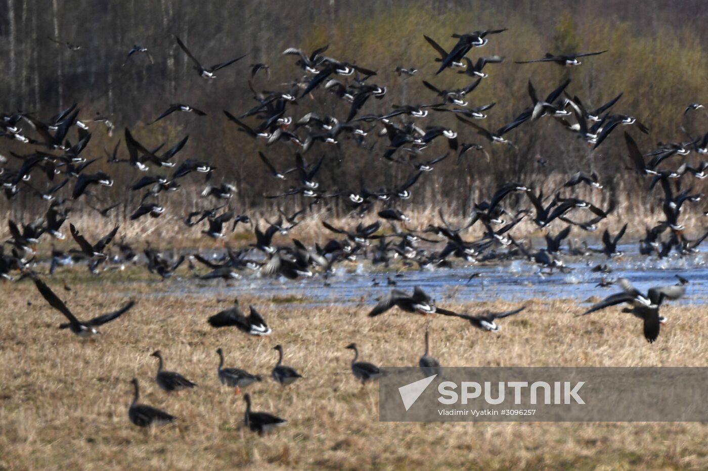 Goose reserve in the Kostroma Region