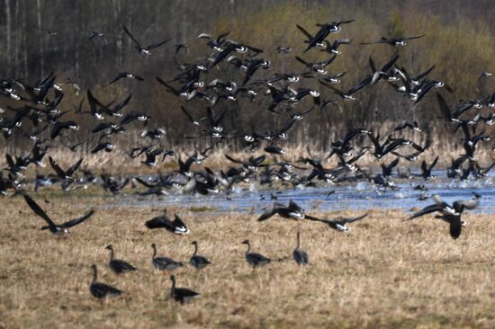 Goose reserve in the Kostroma Region