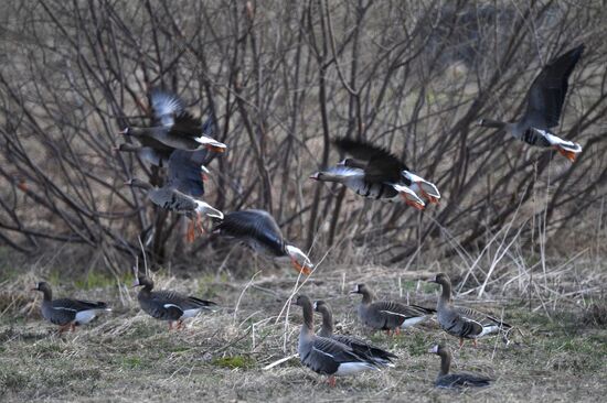 Goose reserve in Kostroma Region