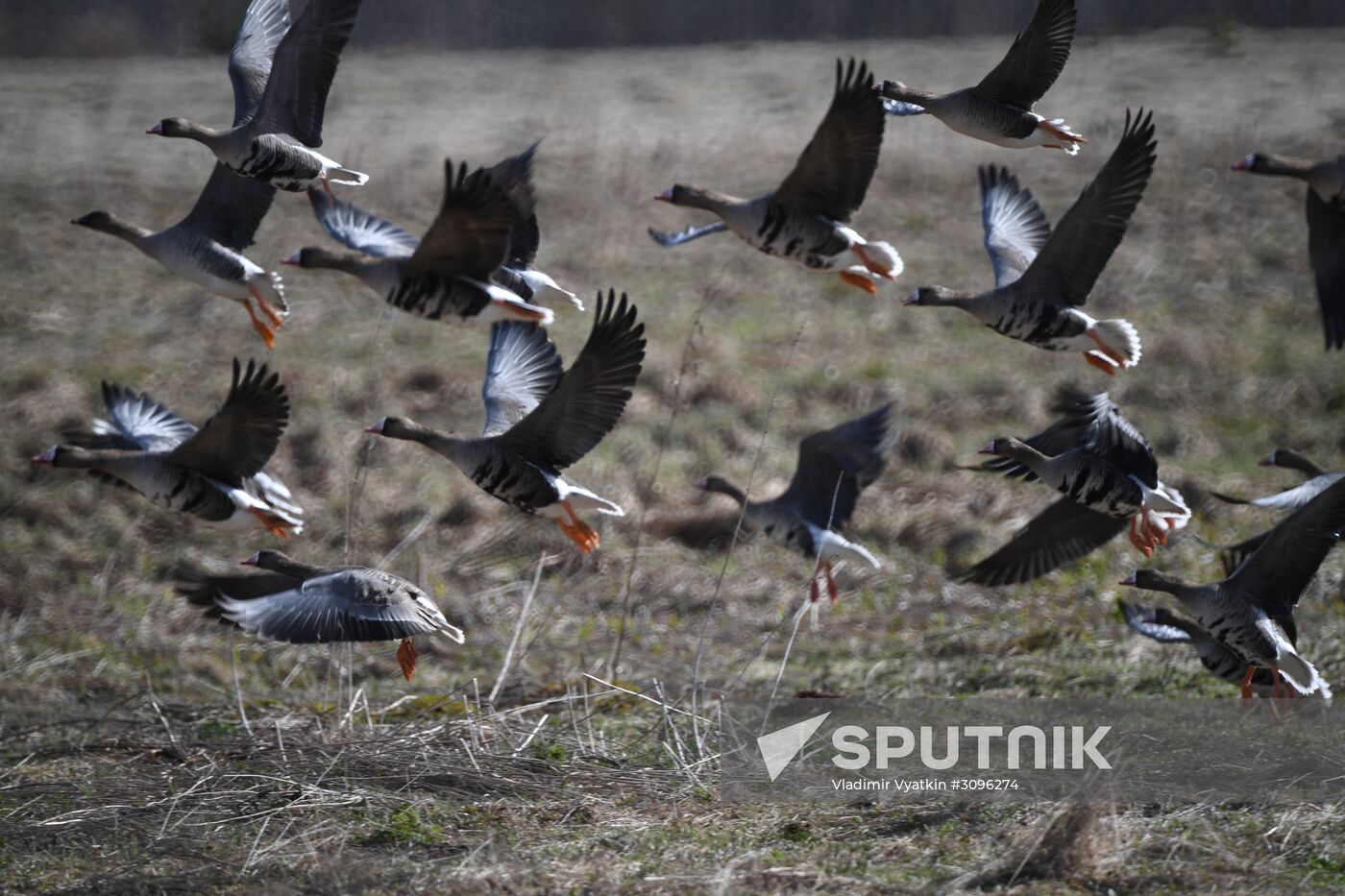 Goose reserve in Kostroma Region