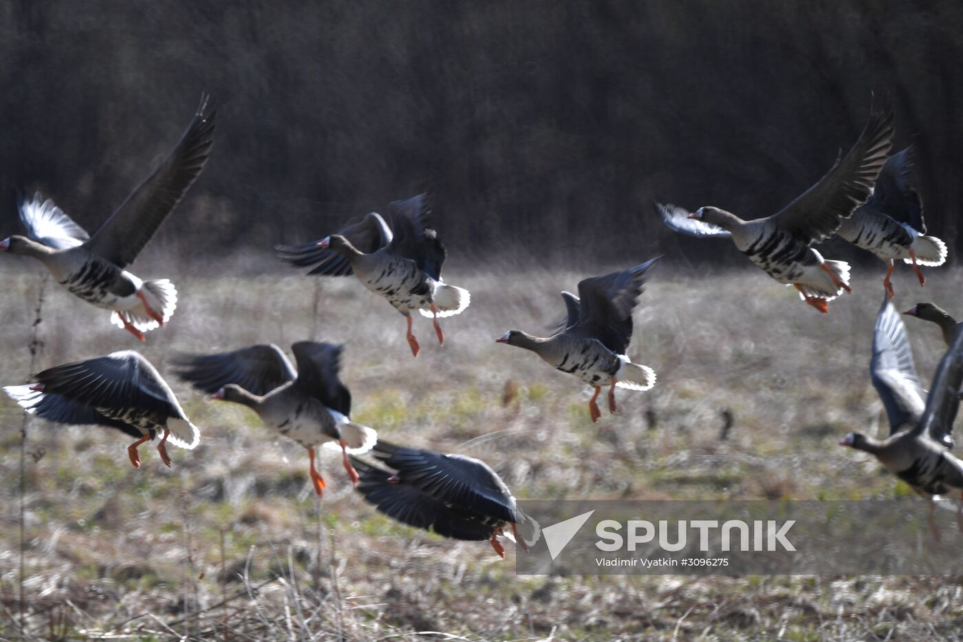 Goose reserve in Kostroma Region