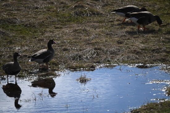 Goose reserve in Kostroma Region