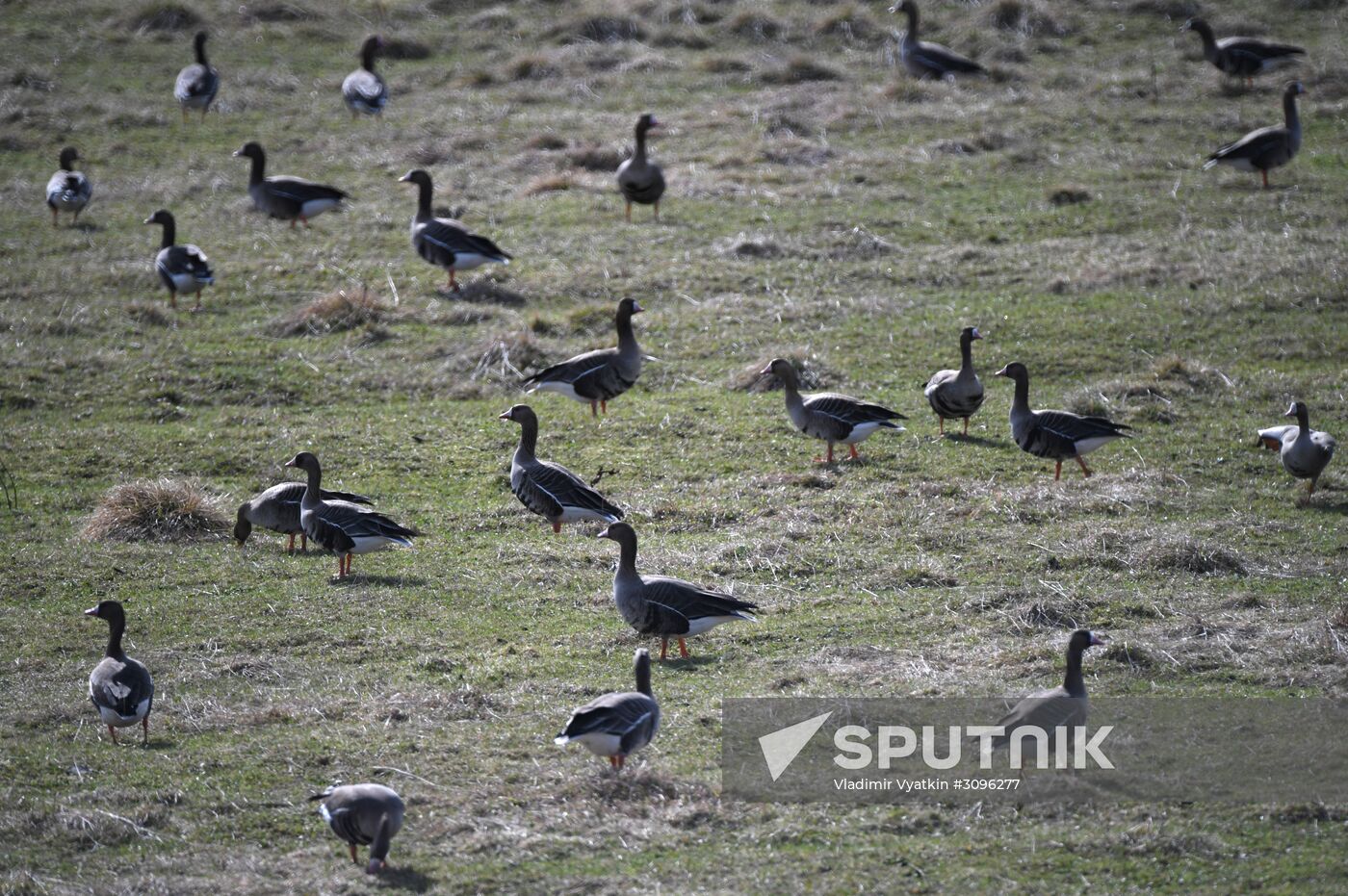 Goose reserve in Kostroma Region
