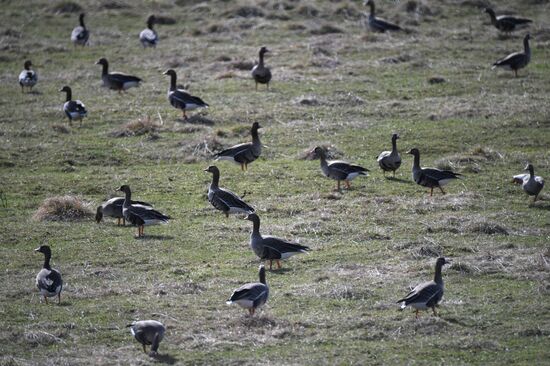 Goose reserve in Kostroma Region