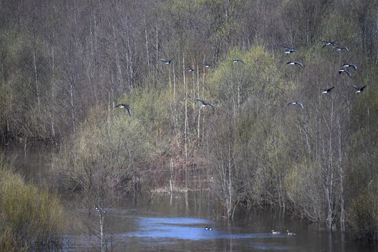 Goose reserve in Kostroma Region