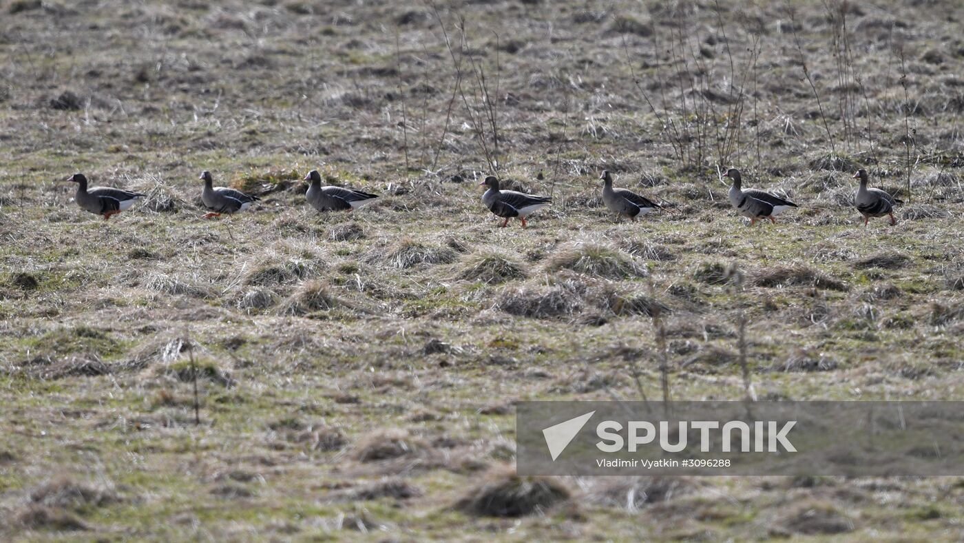 Goose reserve in Kostroma Region