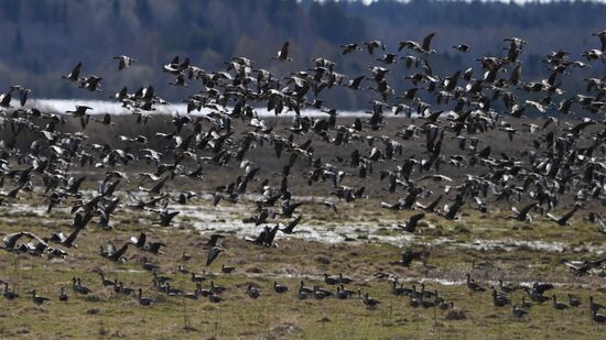 Goose reserve in Kostroma Region