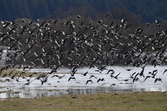 Goose reserve in the Kostroma Region