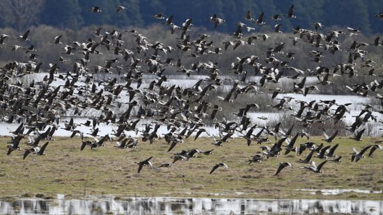 Goose reserve in the Kostroma Region