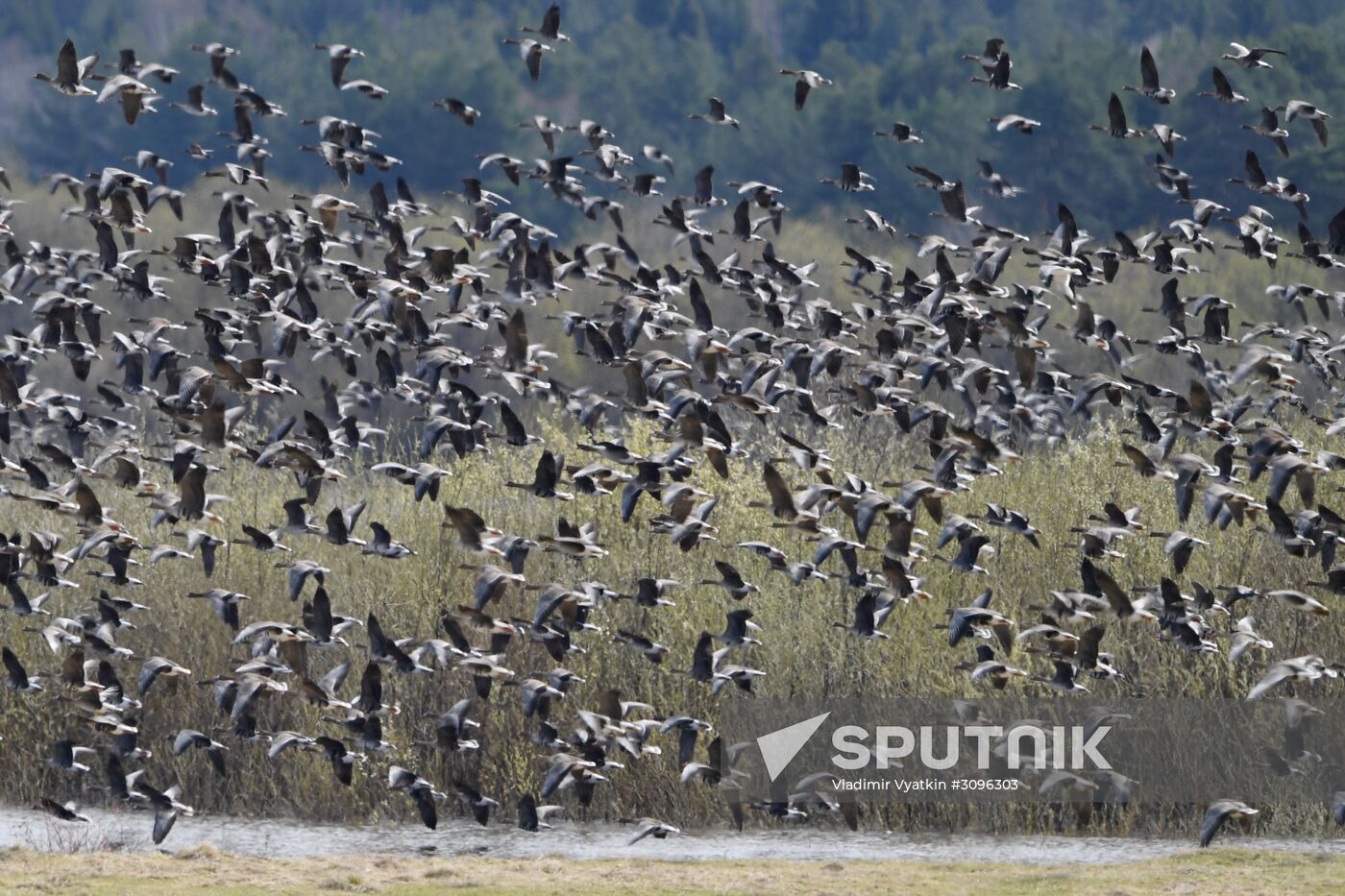 Goose reserve in the Kostroma Region