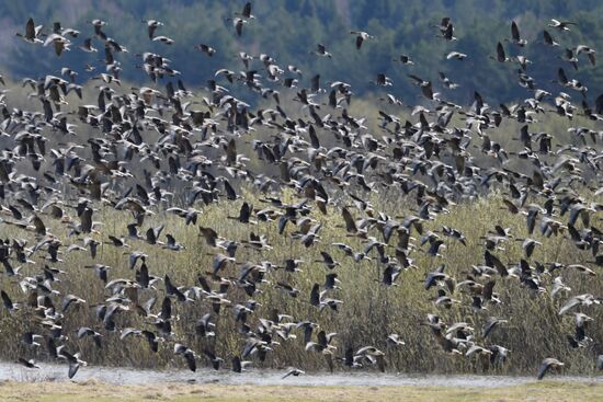 Goose reserve in the Kostroma Region