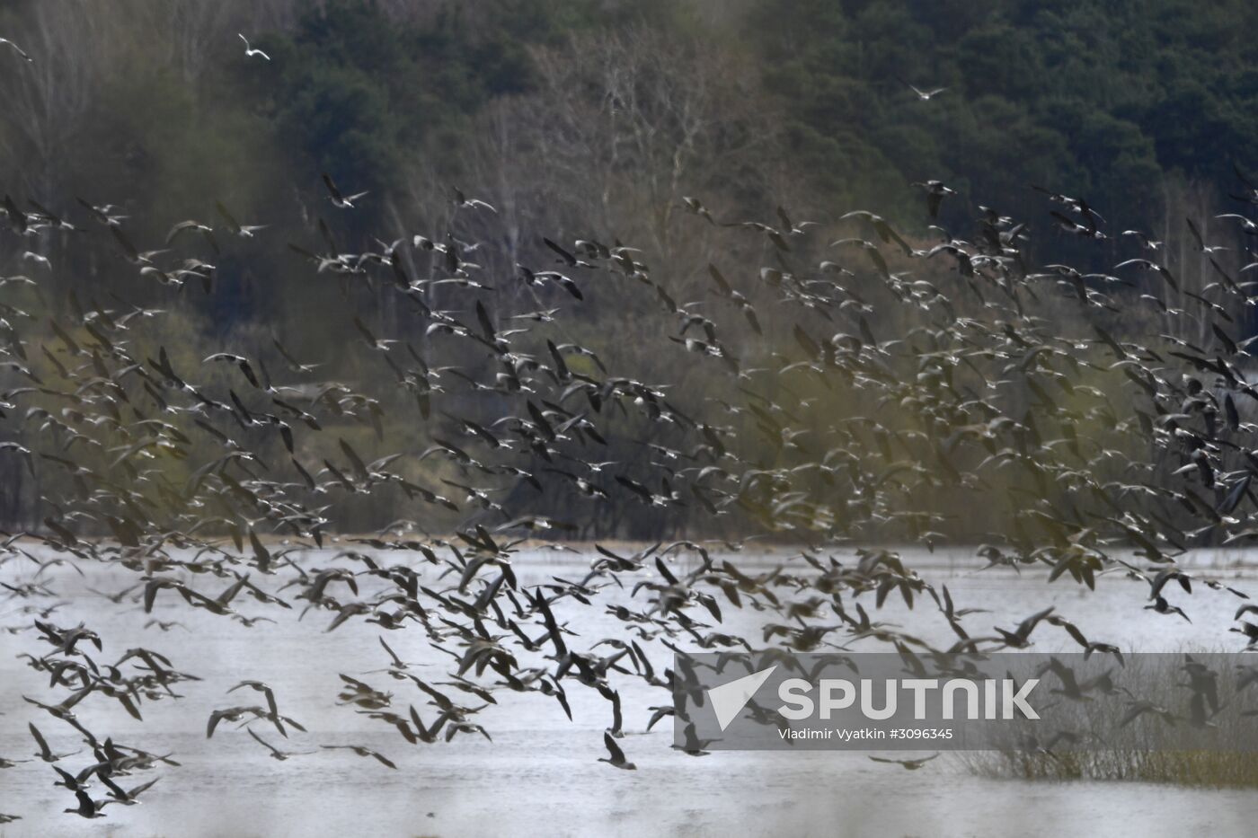 Goose reserve in the Kostroma Region