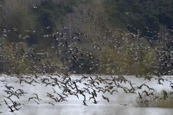 Goose reserve in the Kostroma Region