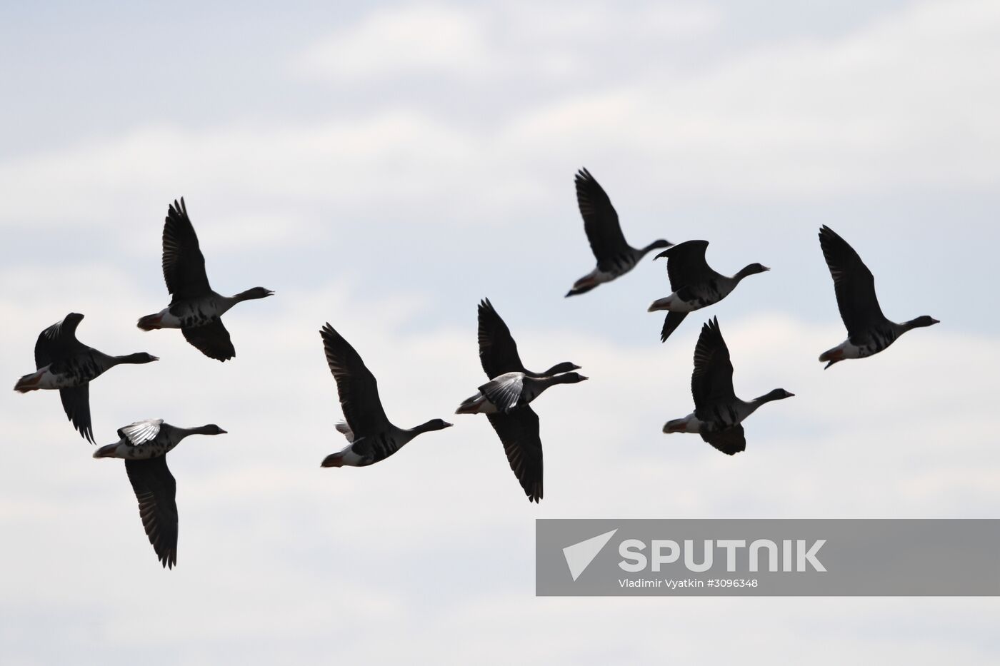 Goose reserve in the Kostroma Region