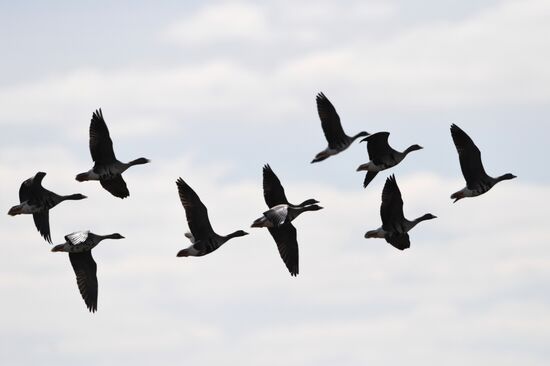 Goose reserve in the Kostroma Region