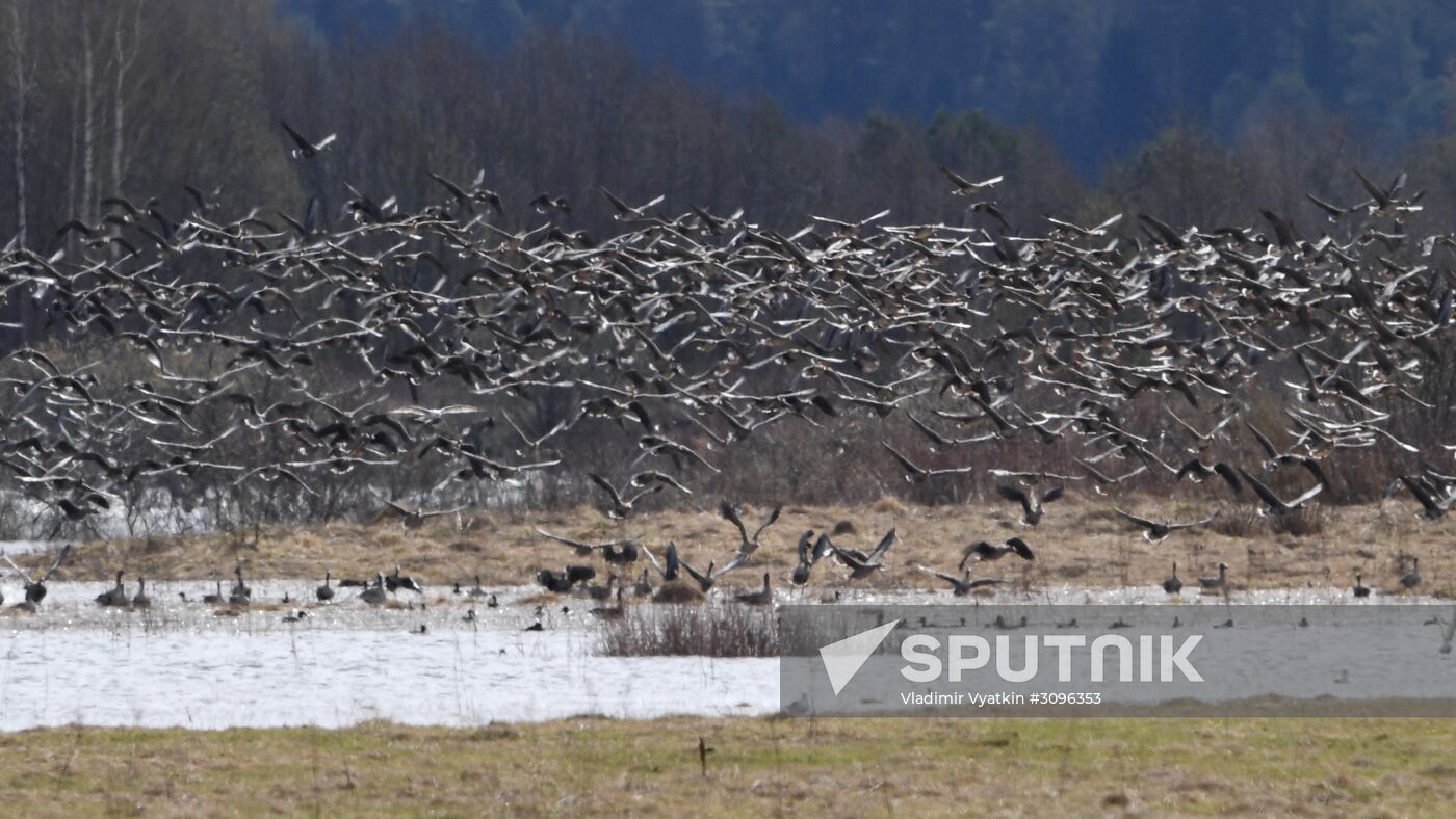 Goose reserve in the Kostroma Region