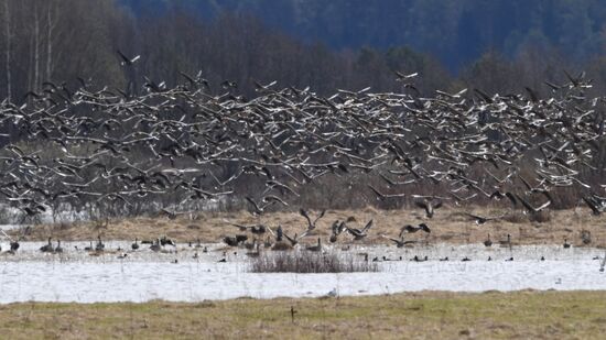 Goose reserve in the Kostroma Region