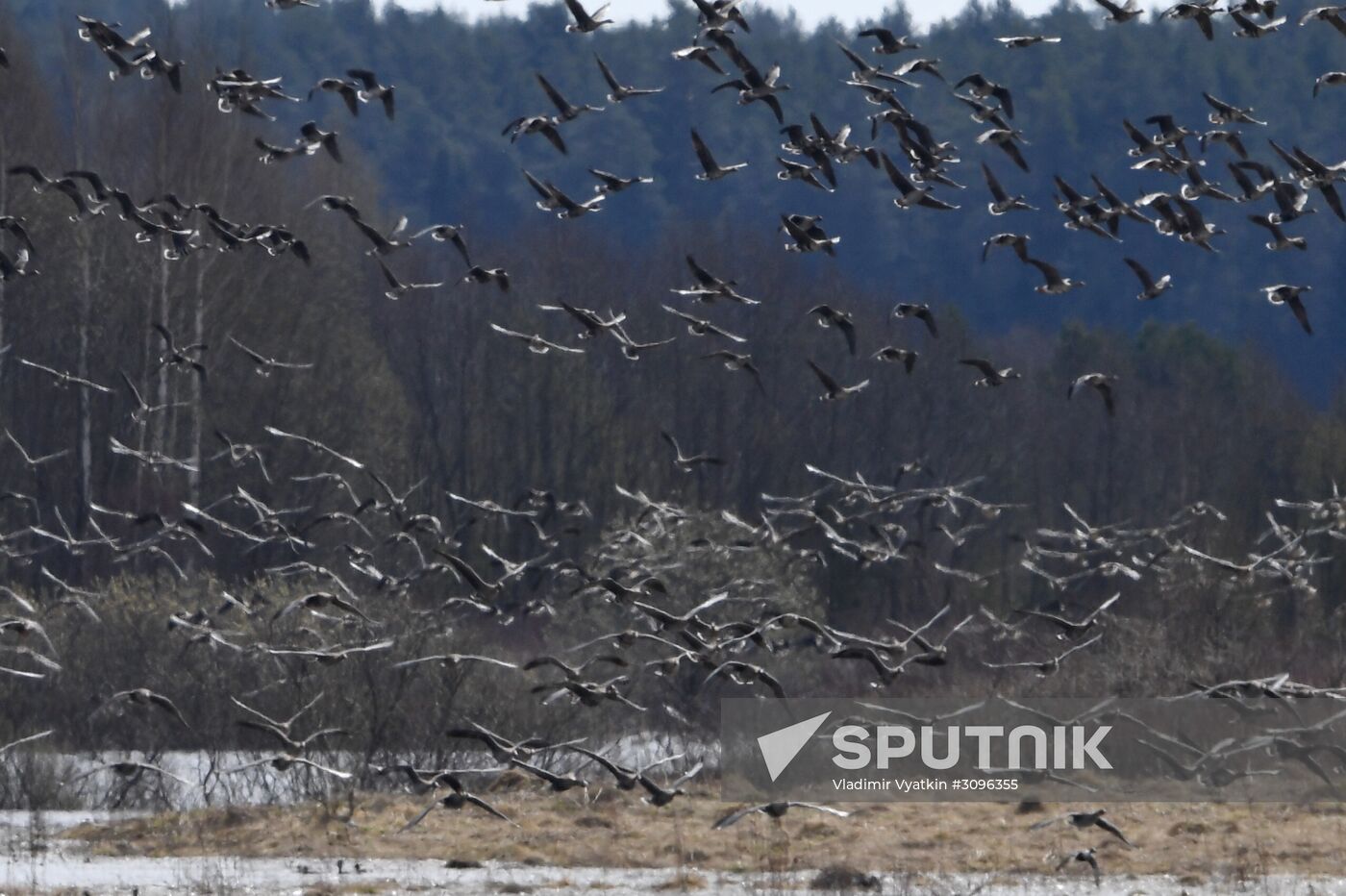 Goose reserve in the Kostroma Region