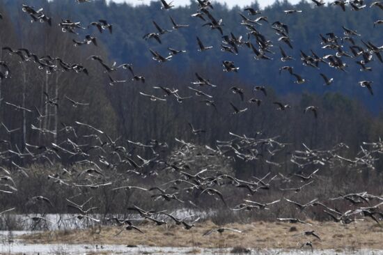 Goose reserve in the Kostroma Region