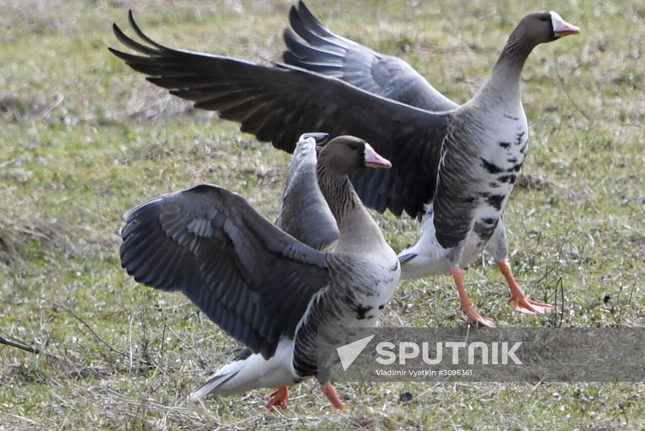 Goose reserve in the Kostroma Region