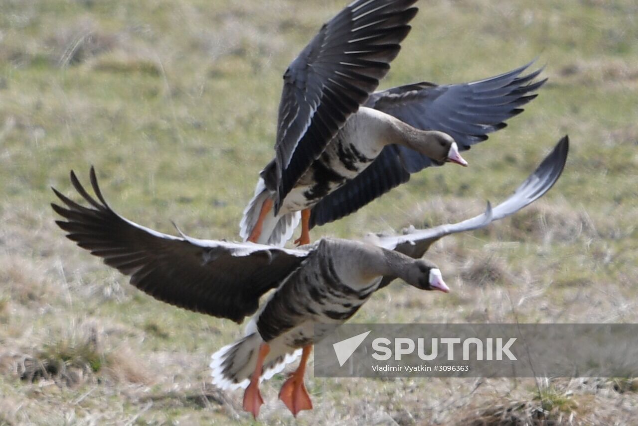 Goose reserve in the Kostroma Region