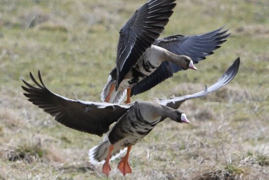 Goose reserve in the Kostroma Region
