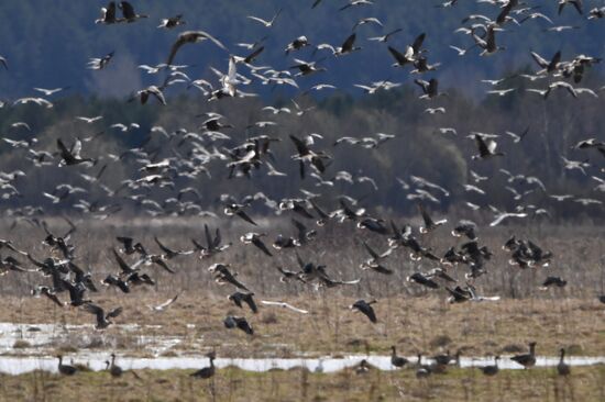 Goose reserve in the Kostroma Region