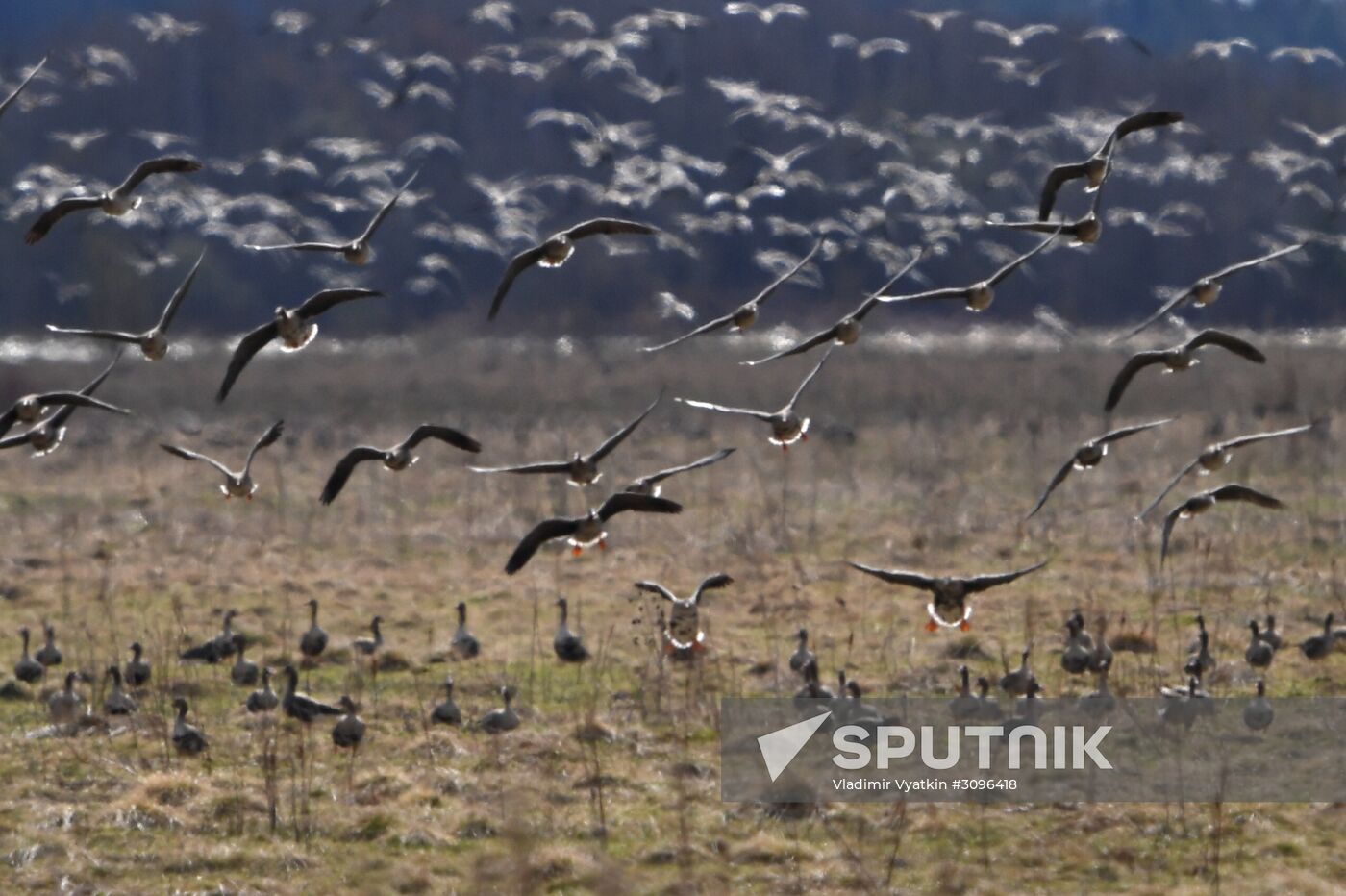 Goose reserve in the Kostroma Region